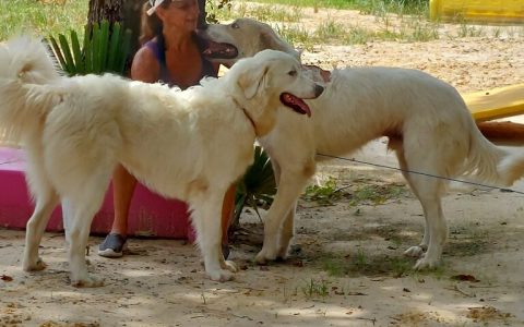 big-white-dogs