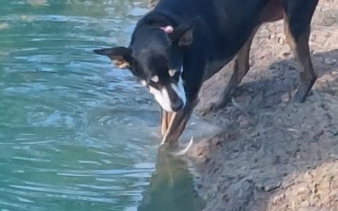 dog-and-pond